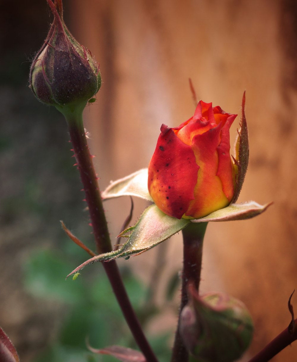 a close up of a rose