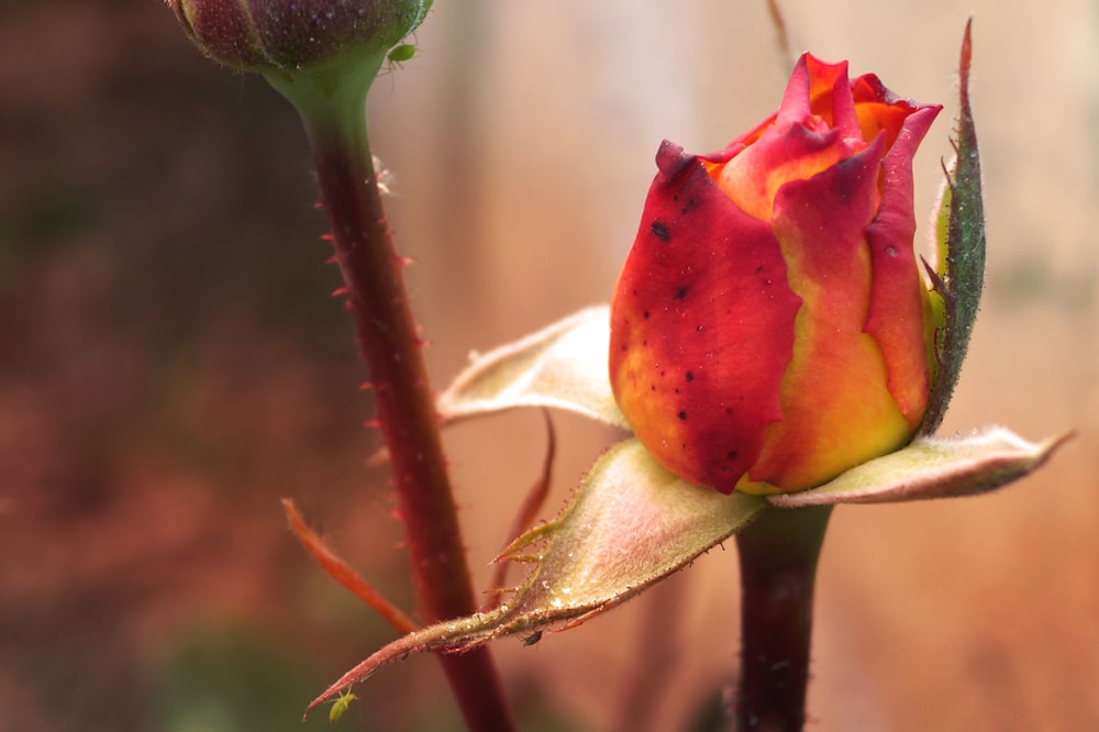 Un primer plano de una rosa