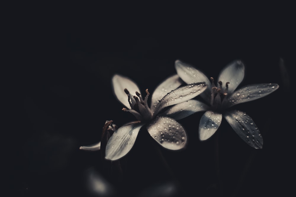 a close up of some flowers