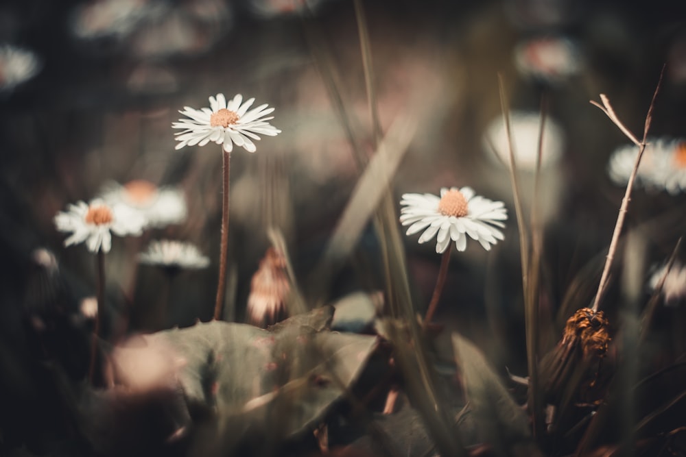 a group of white flowers