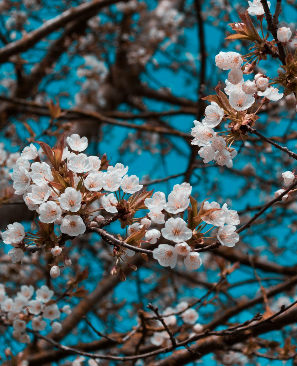 a tree with white flowers