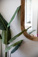 a plant with leaves