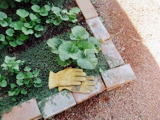 A garden scene with lush green leaves growing in a small patch bordered by bricks. A pair of yellow gardening gloves is placed on the brick edging. The ground around the garden bed is covered with reddish-brown gravel.