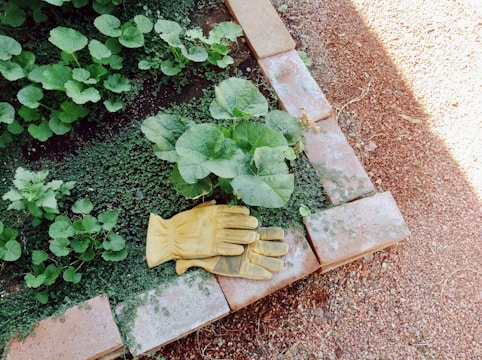 A garden scene with lush green leaves growing in a small patch bordered by bricks. A pair of yellow gardening gloves is placed on the brick edging. The ground around the garden bed is covered with reddish-brown gravel.