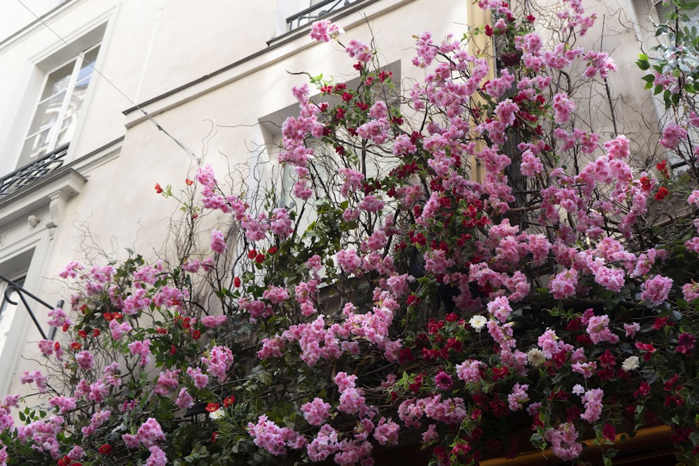 a tree with purple flowers