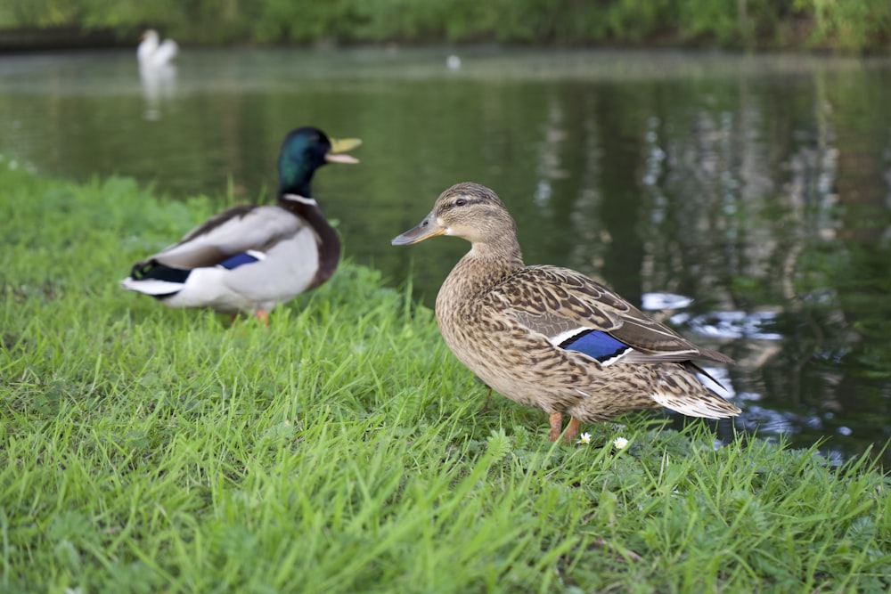 ducks standing in grass