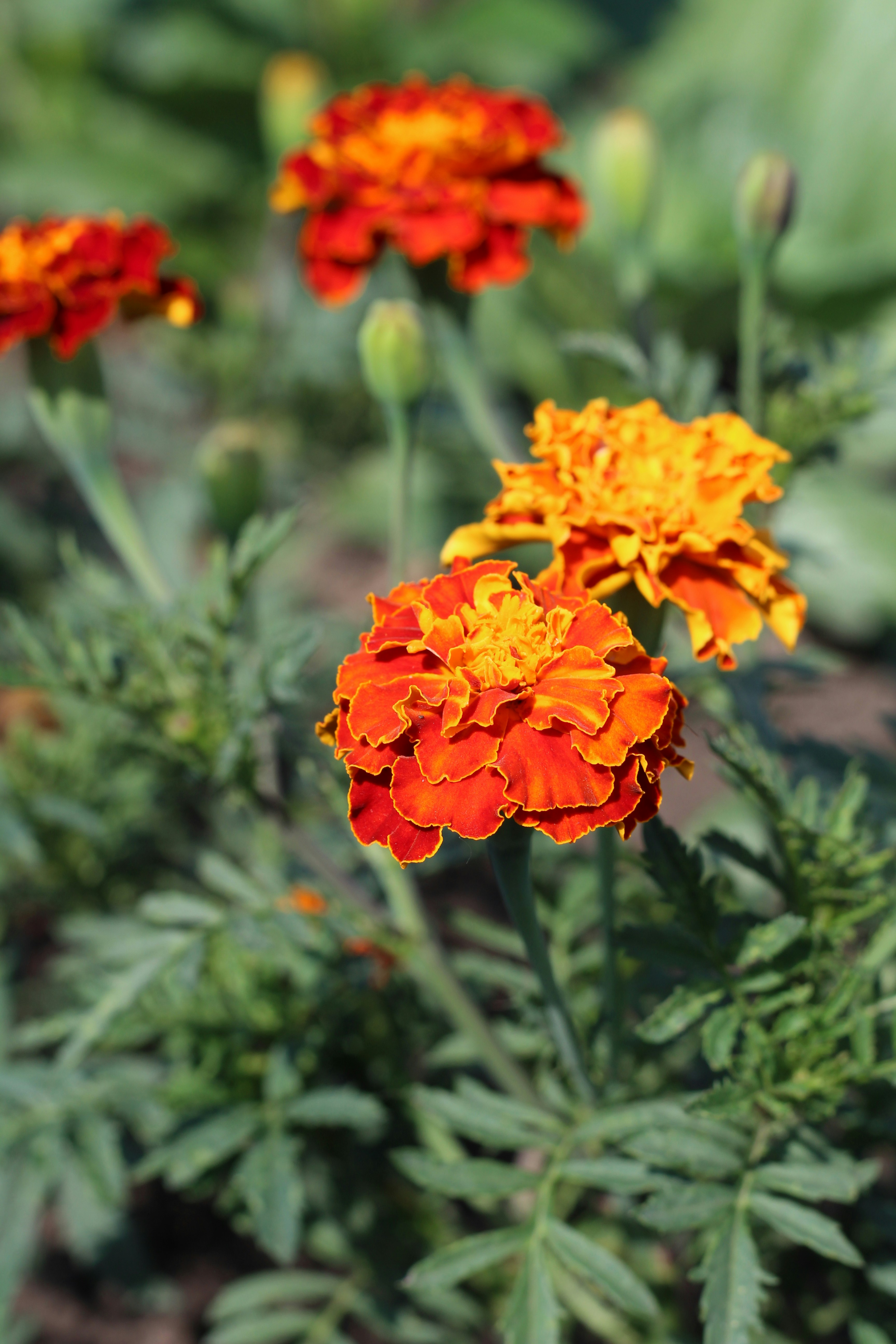 Photo by marina_yalanska