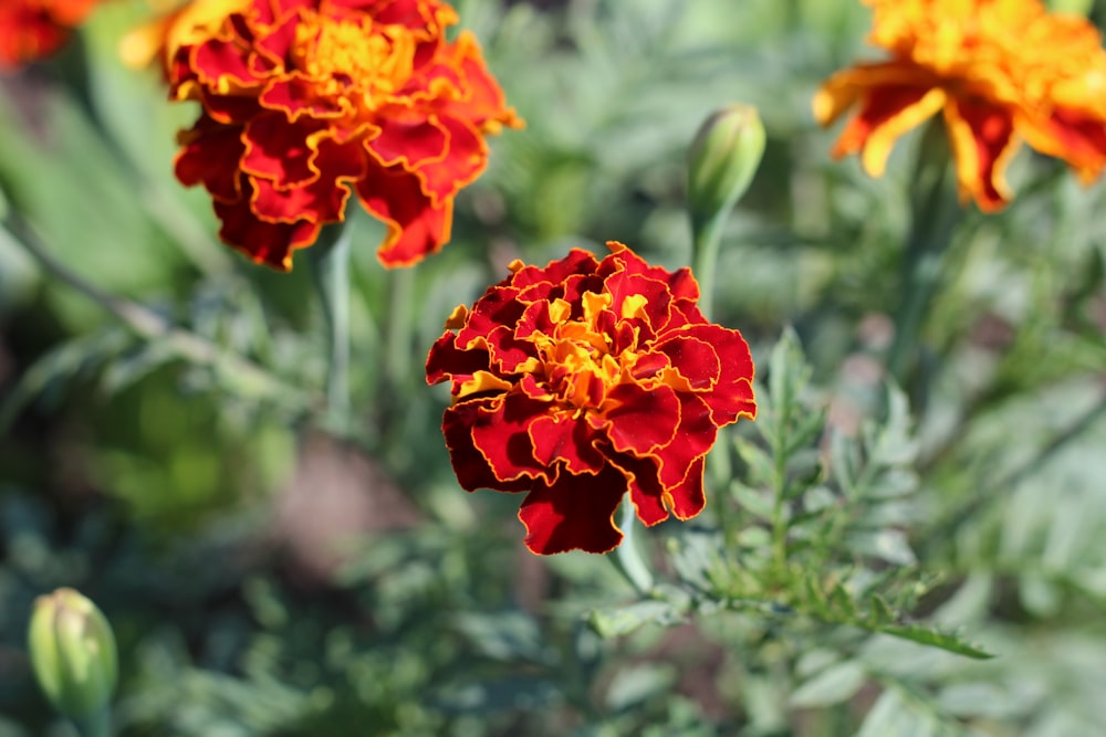 a close up of a flower