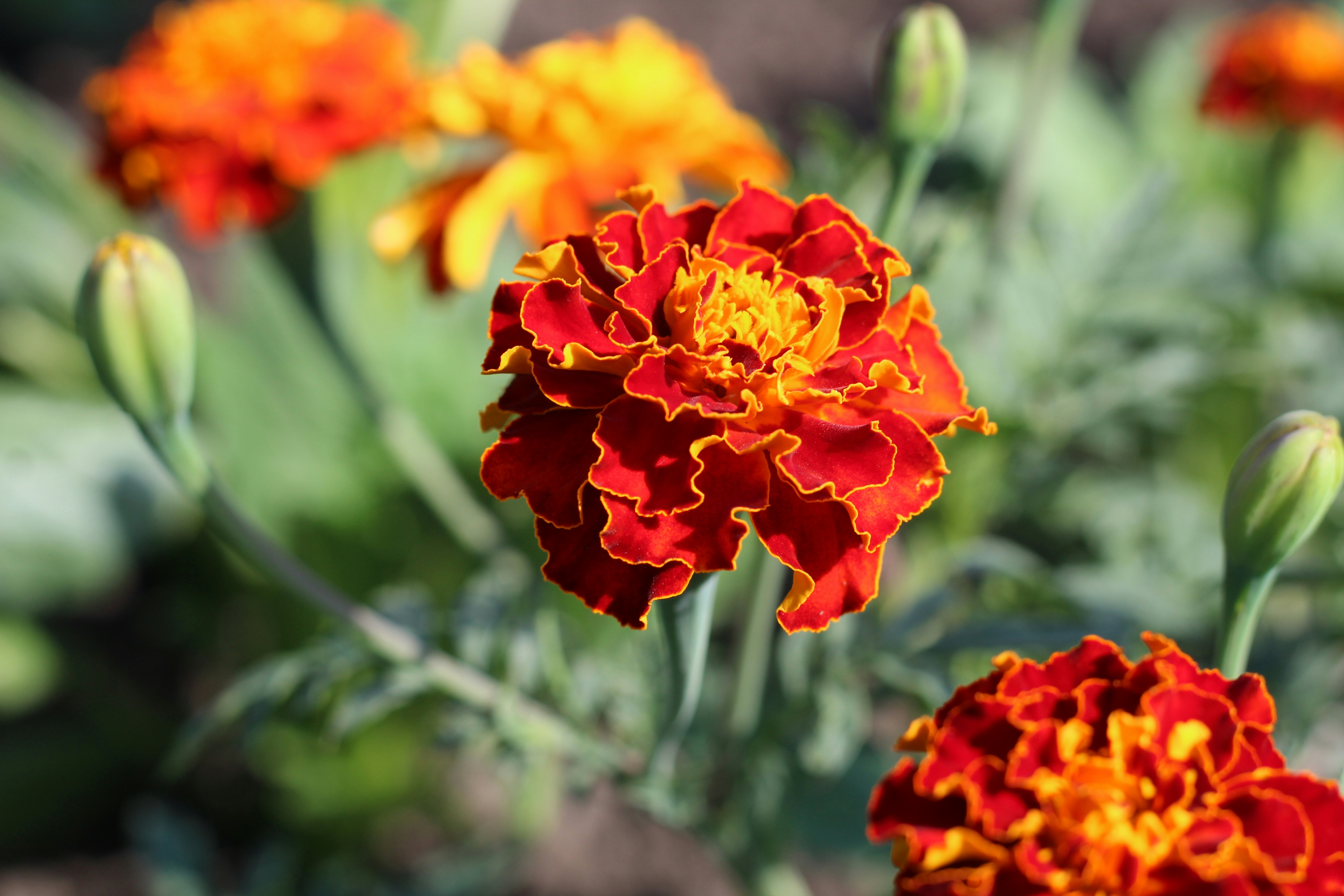 Photo by marina_yalanska