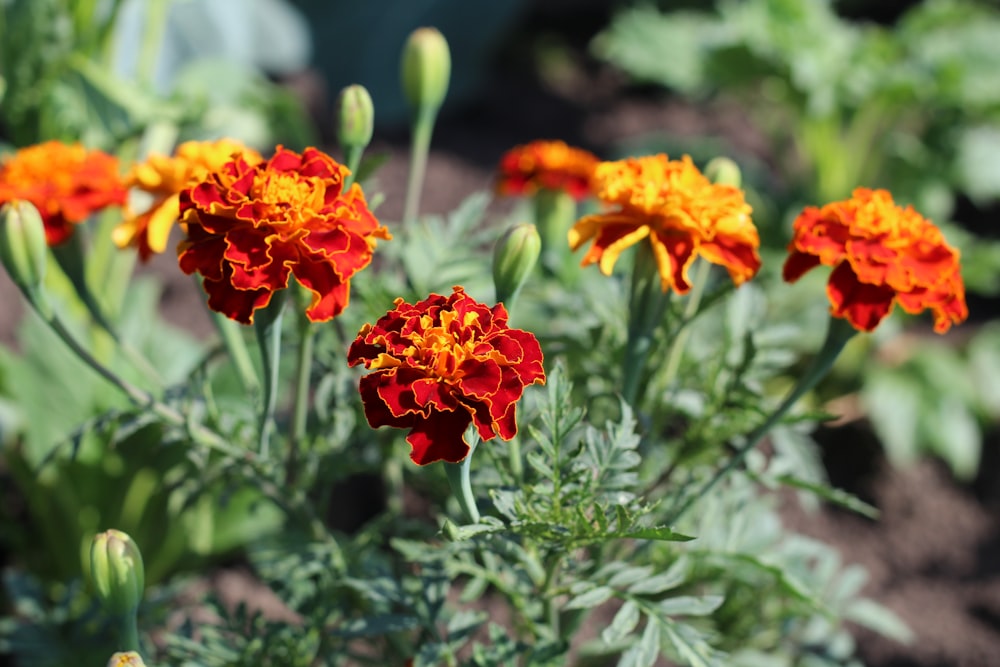 a group of orange flowers