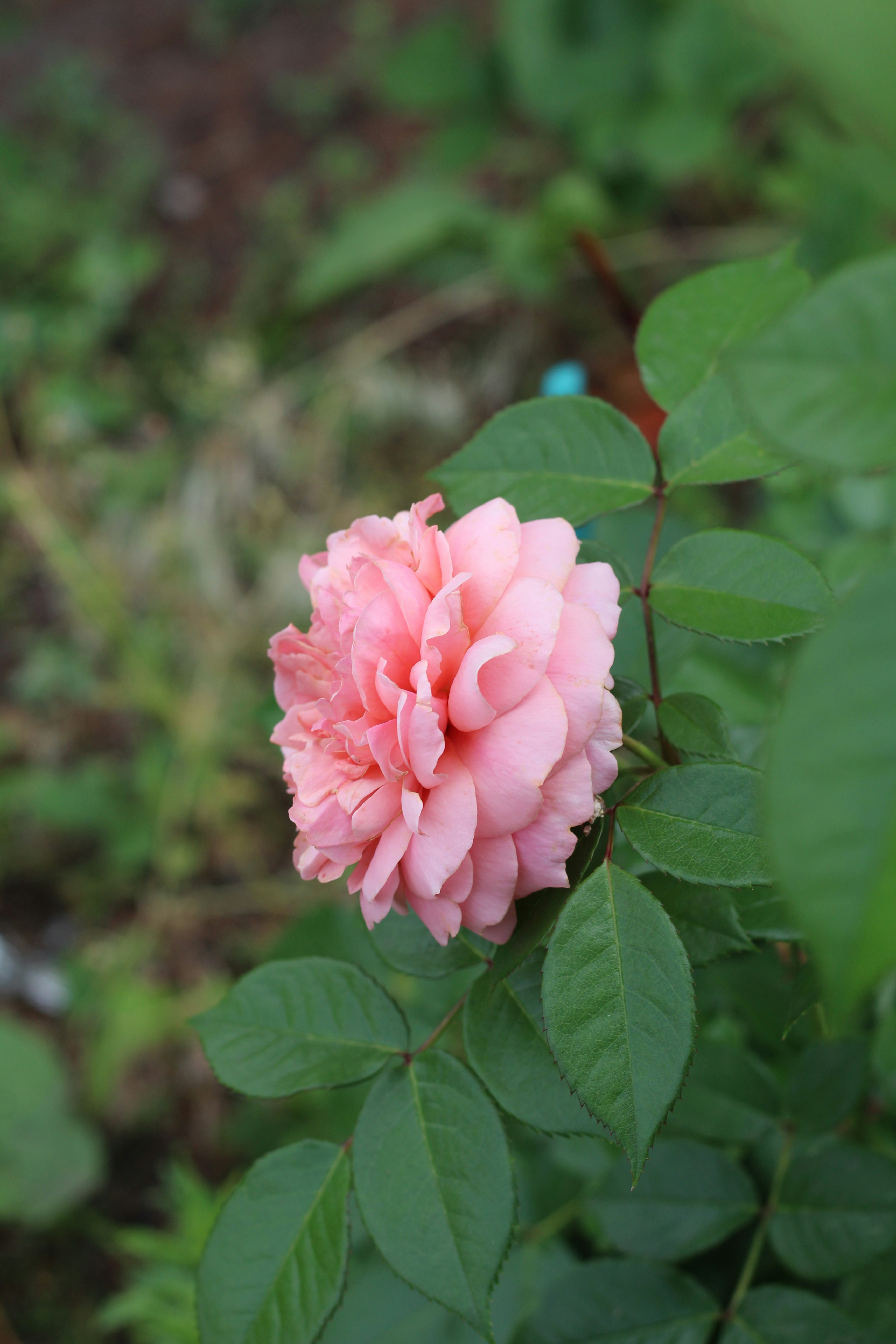 Photo by marina_yalanska