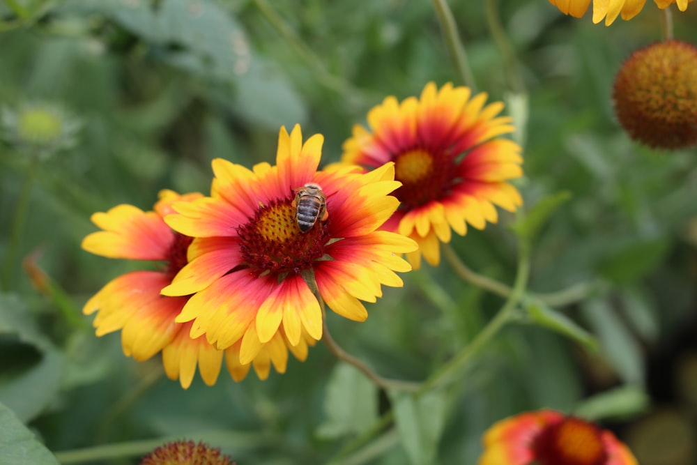 un groupe de fleurs