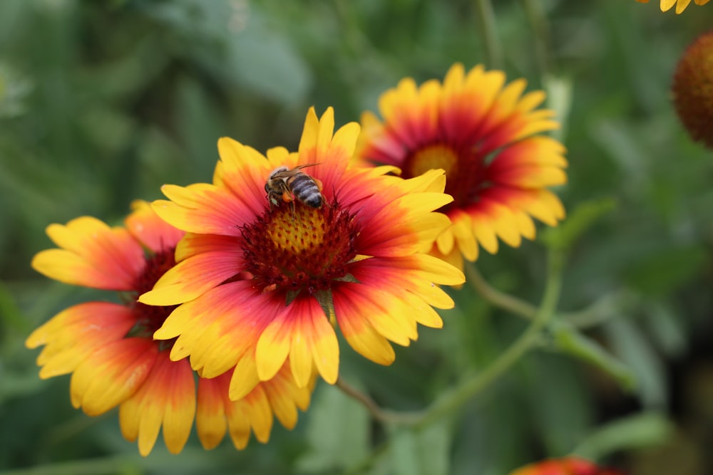 Une abeille sur une fleur