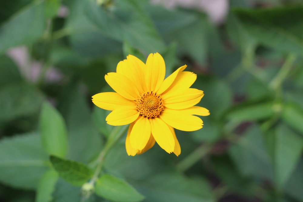 a yellow flower with green leaves