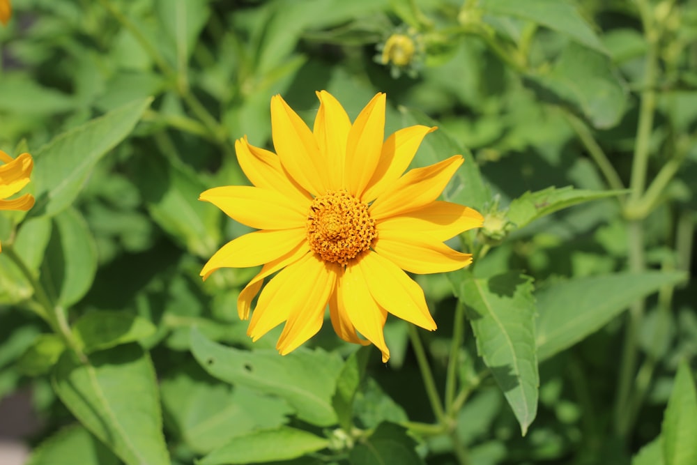 a yellow flower surrounded by green leaves