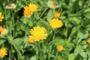 a group of yellow flowers