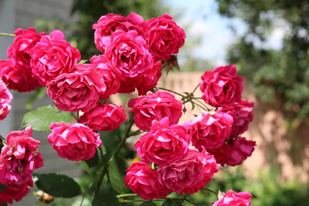 a group of pink flowers