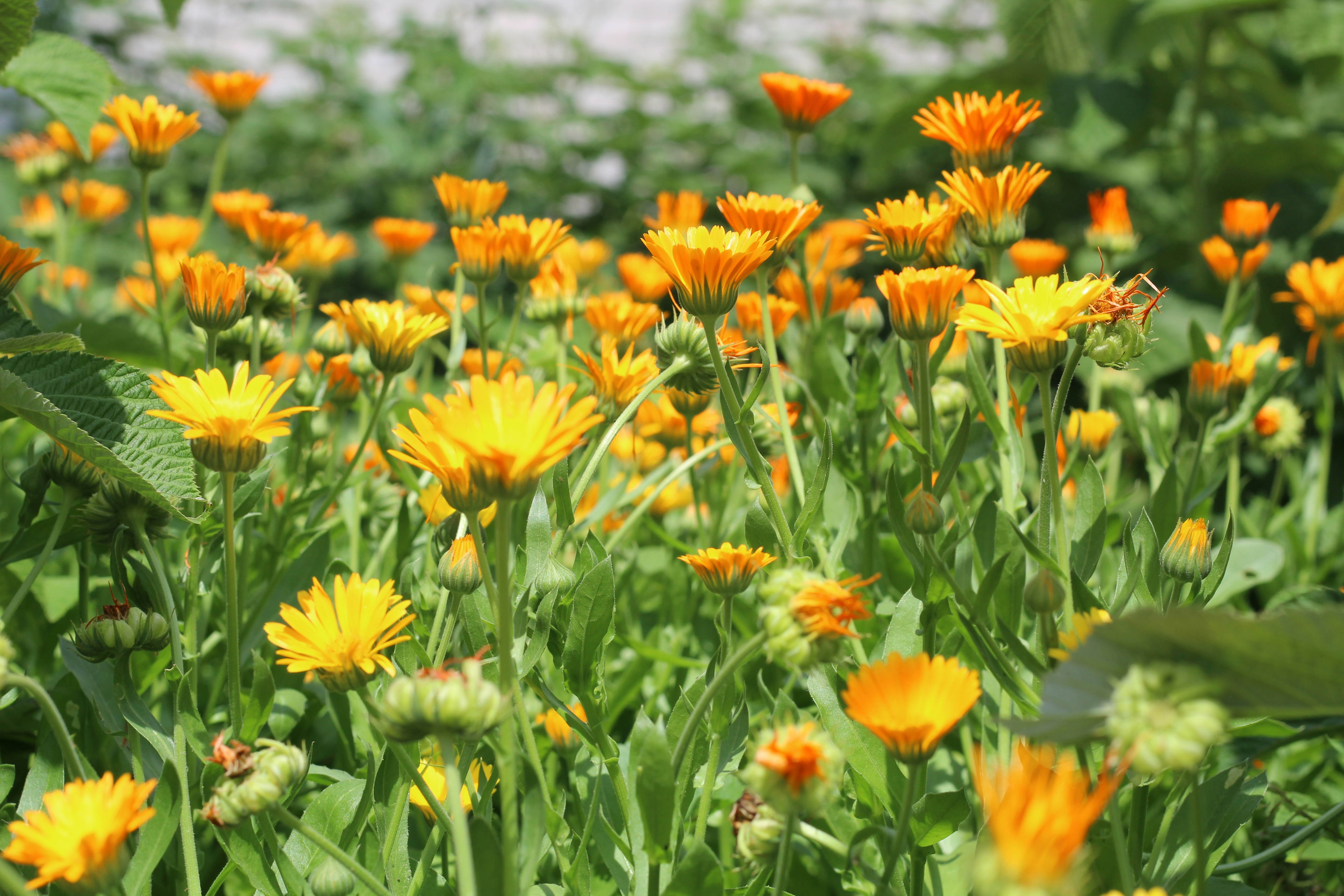 Calendula plants attract pollinators and provide habitat for beneficial predatory insects.