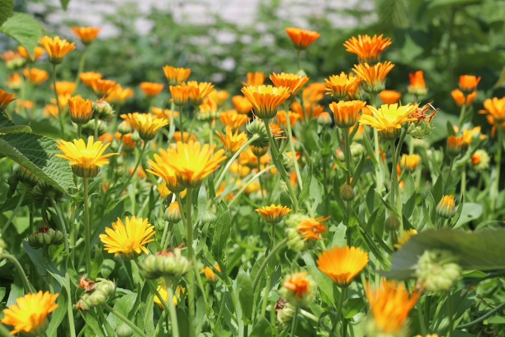 a field of orange flowers