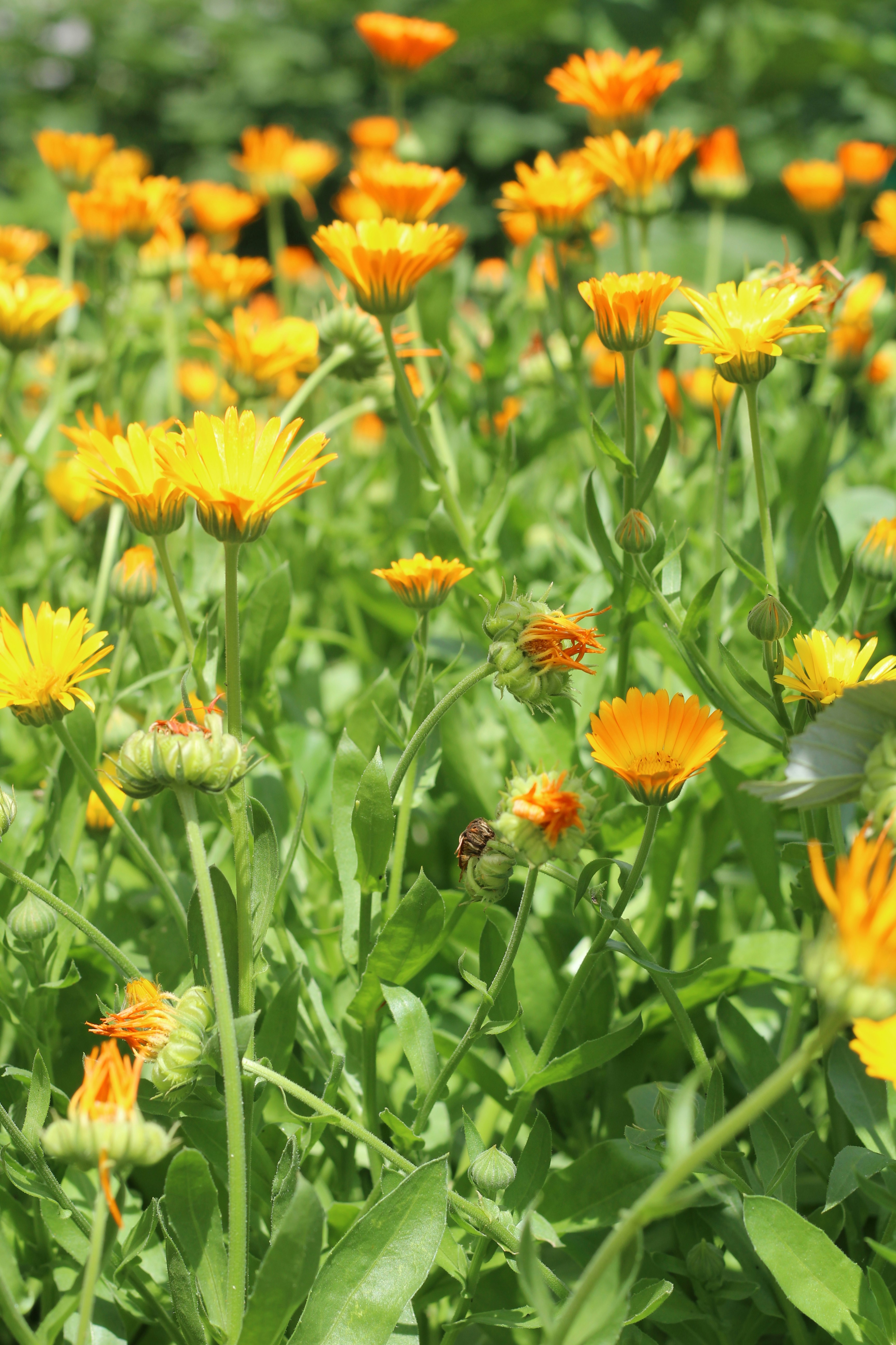Sunny calendulas