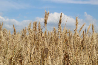 a field of wheat