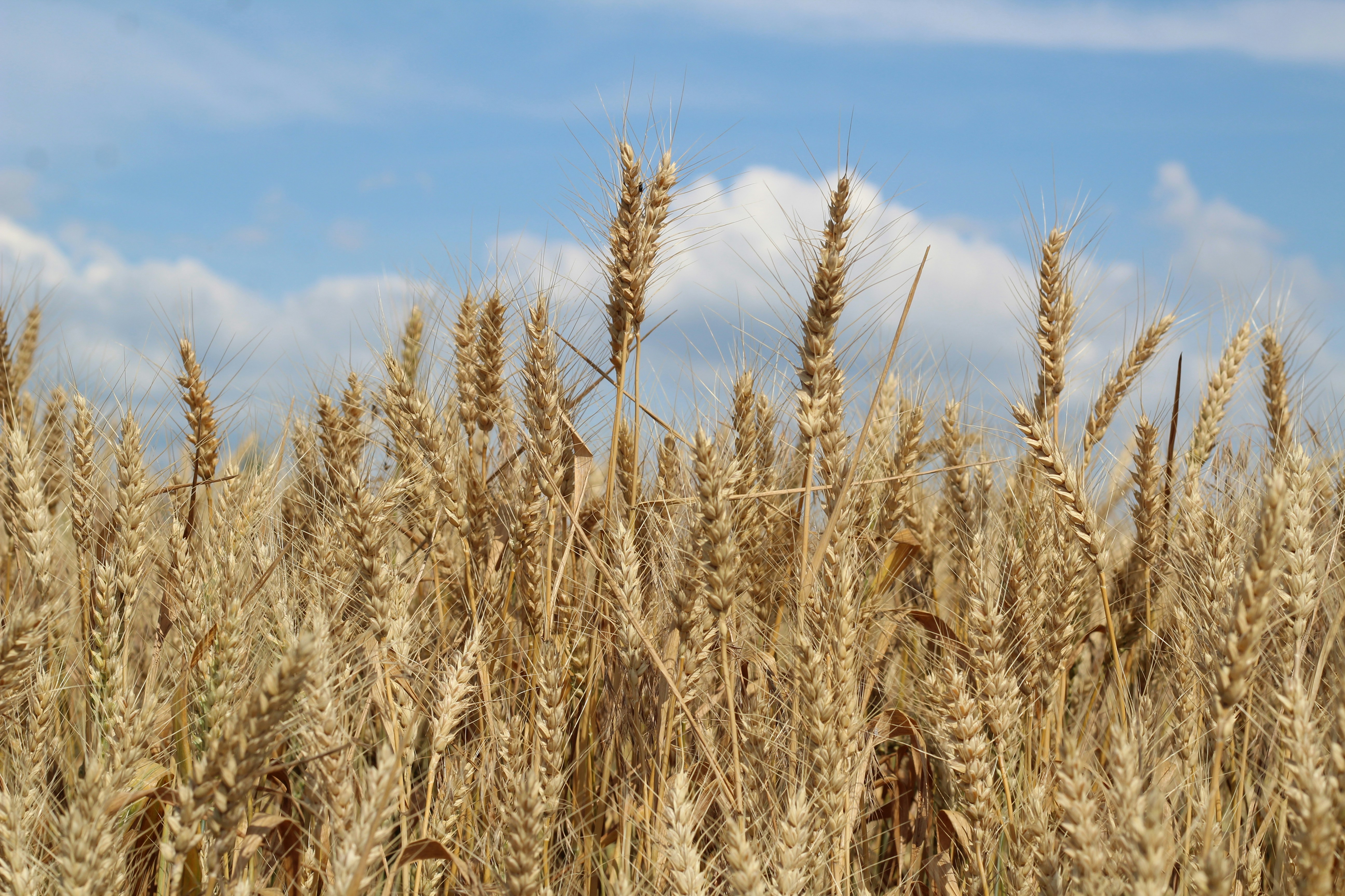 Barley spikelets