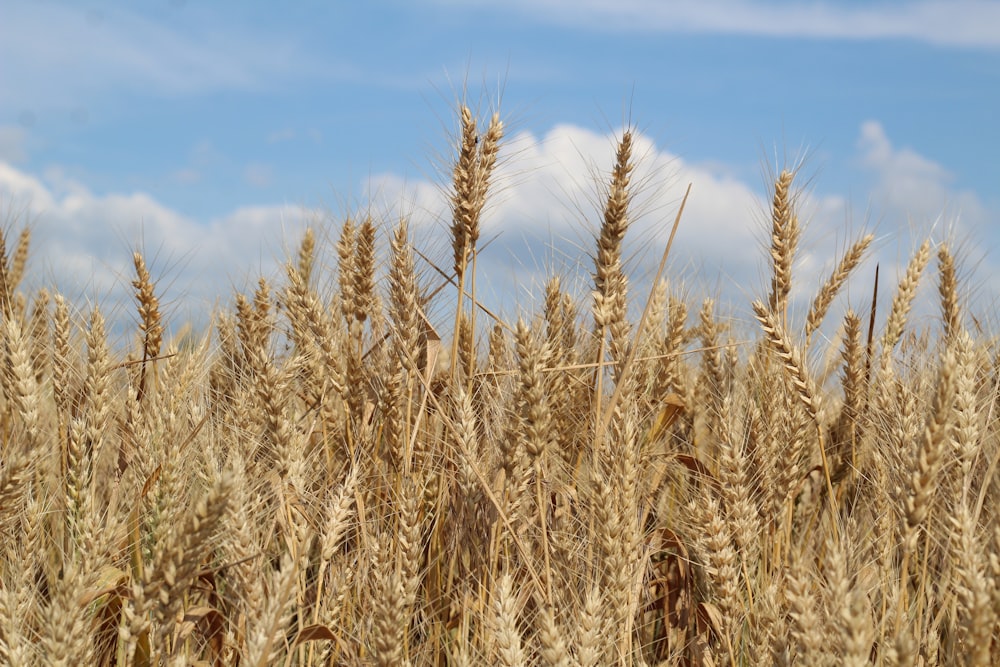 a field of wheat