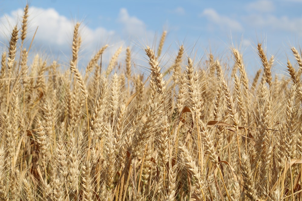 a field of wheat