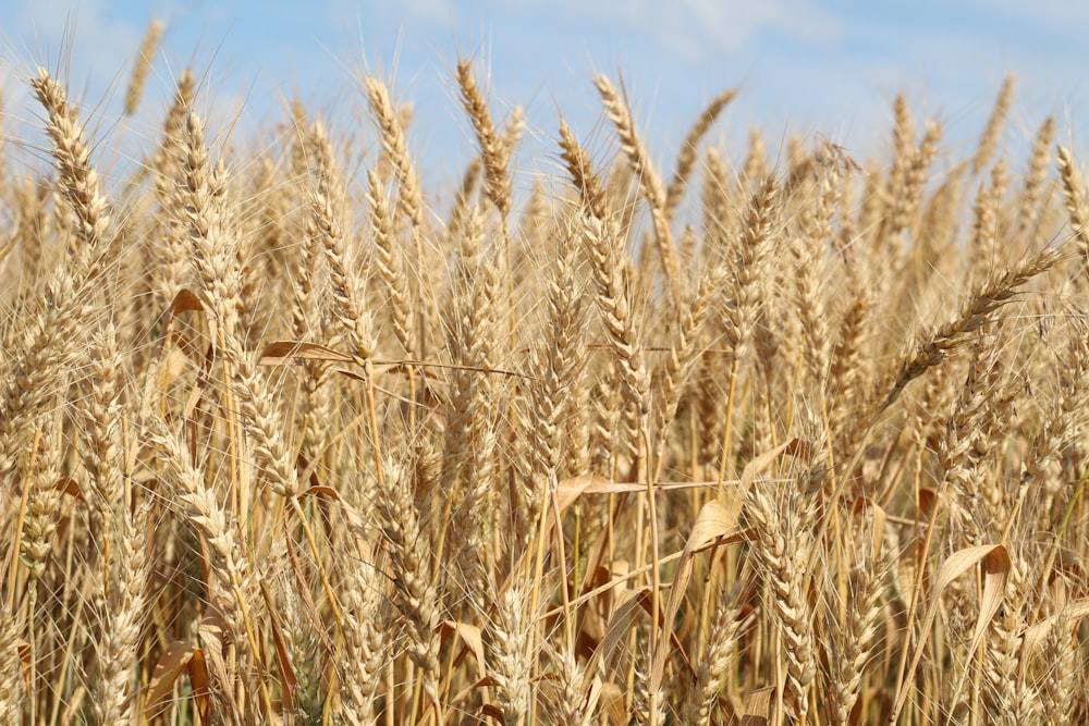 a field of wheat