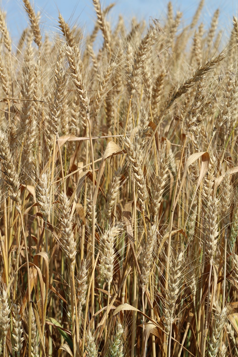 a field of wheat