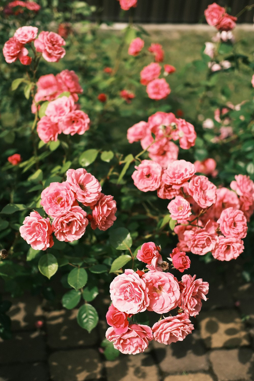 a group of pink flowers