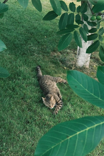 two cats in the grass