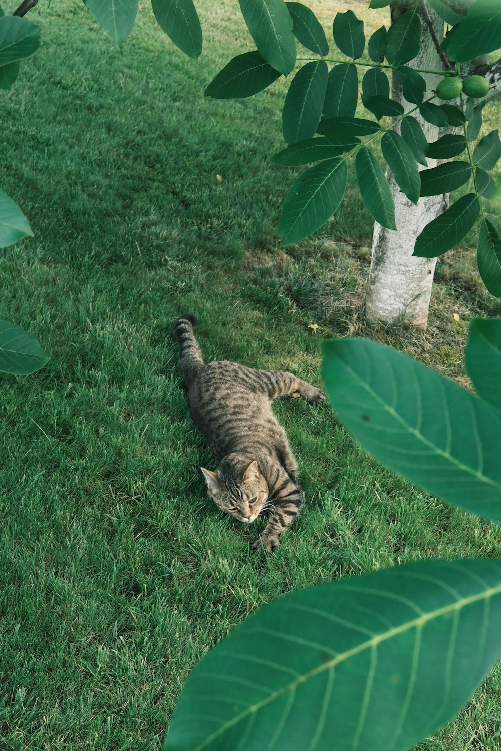 two cats in the grass