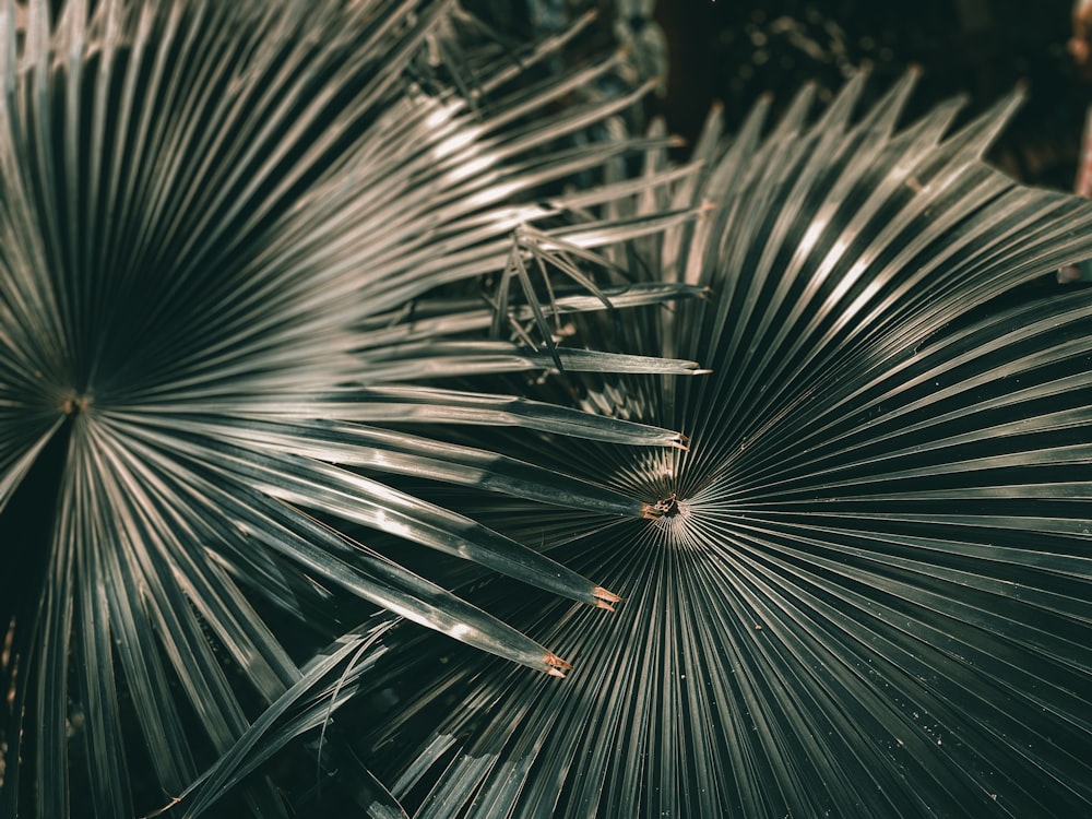 a close up of a plant