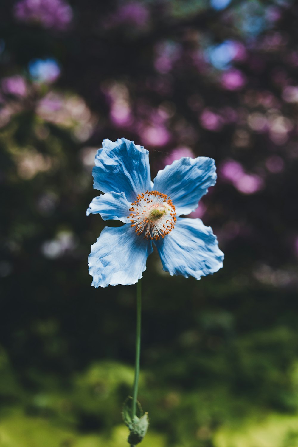 a close up of a flower