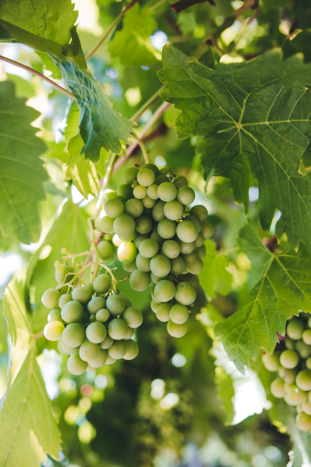 a bunch of green grapes on a vine