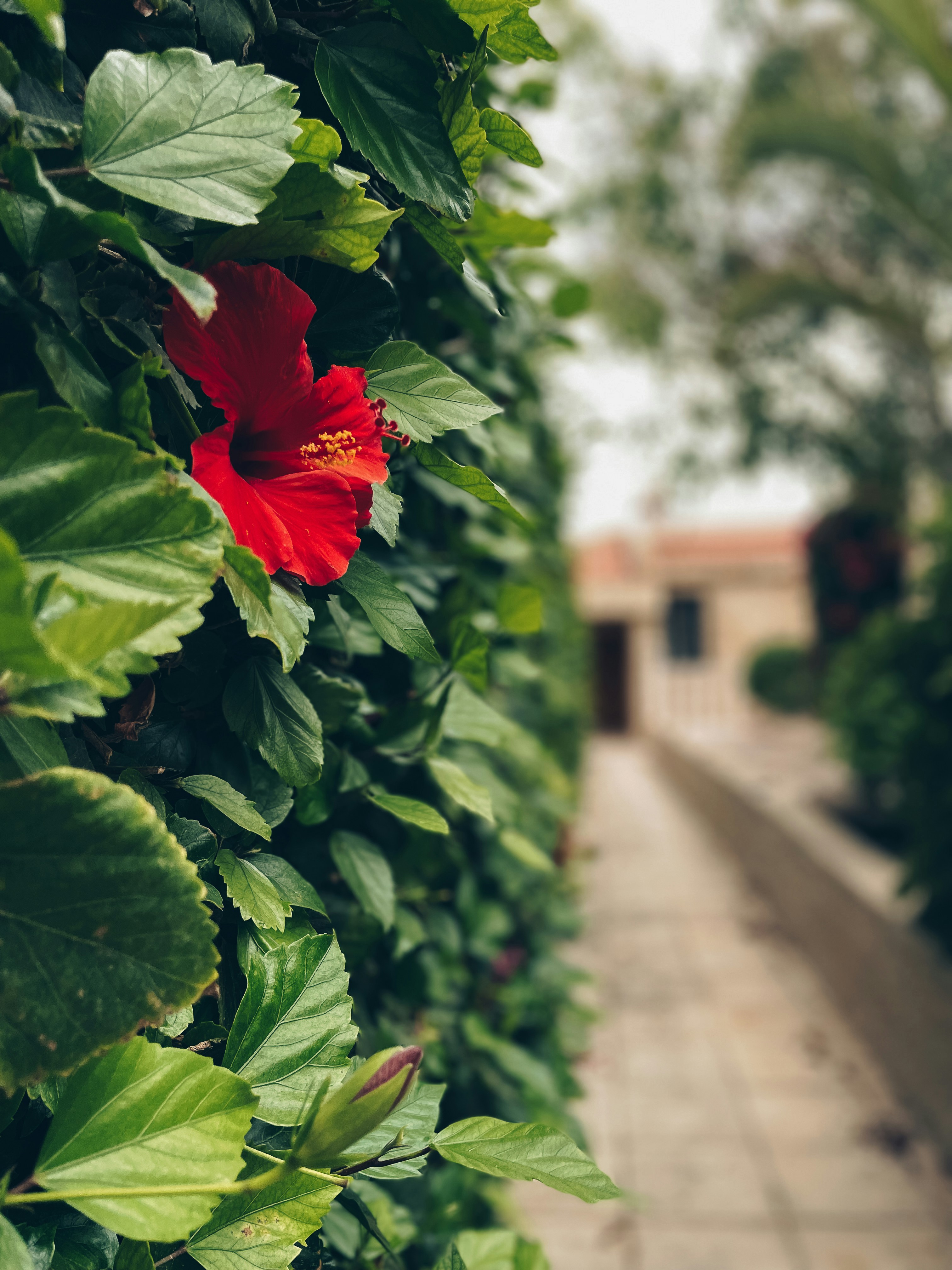red flower wallpaper, wallpaper, Bunga Kumis Kucing Merah: Manfaat, Cara Mengolah, & Efek Samping 4