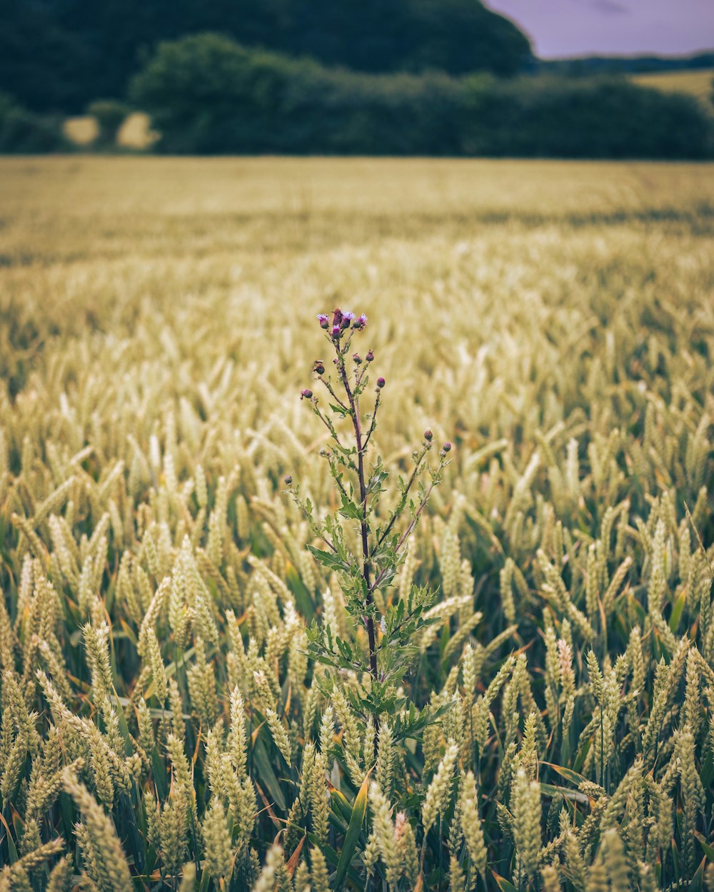 a small purple flower in a field