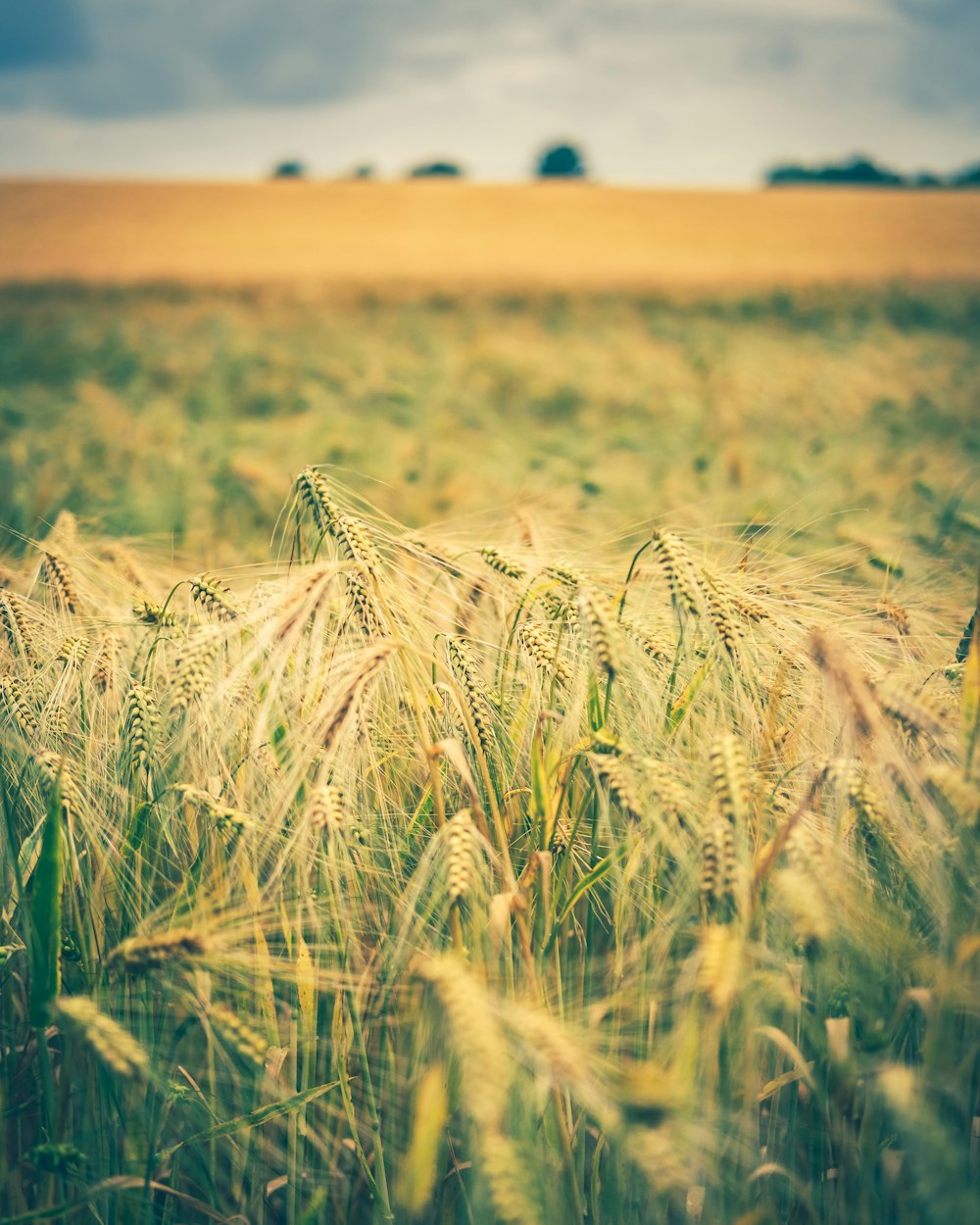 a field of wheat