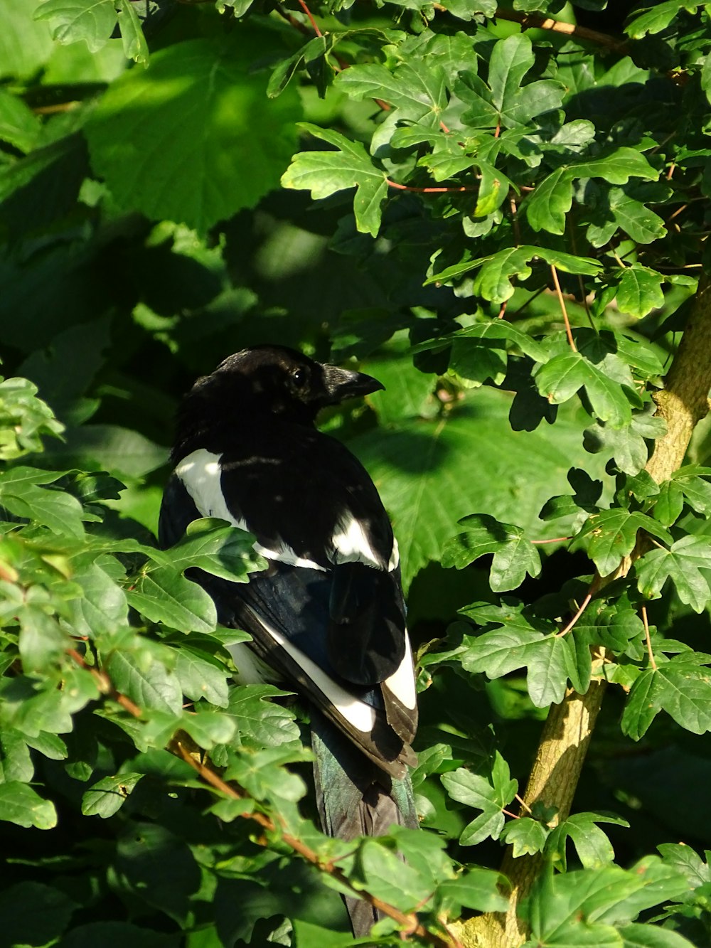 a bird sitting on a branch