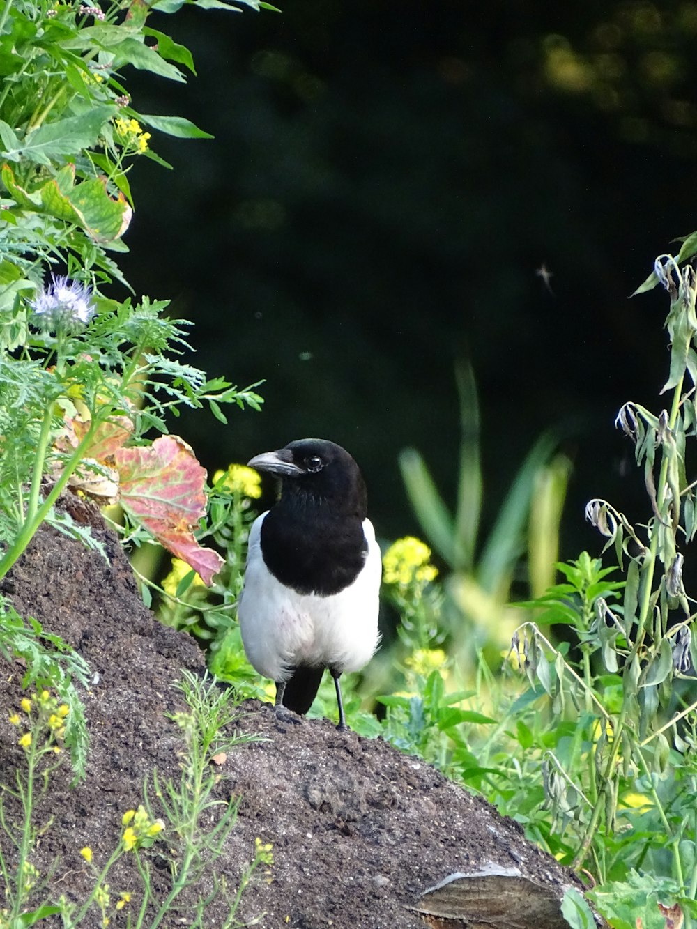 a black and white bird on a rock