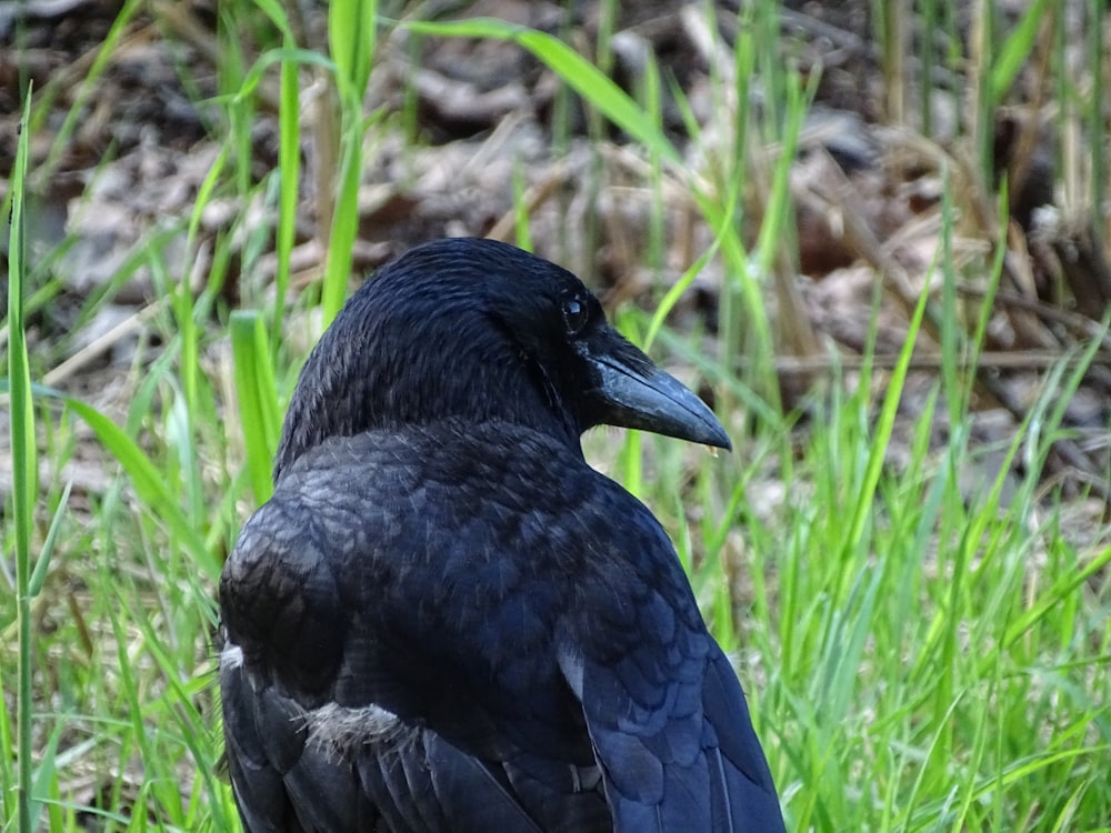 a black bird in the grass