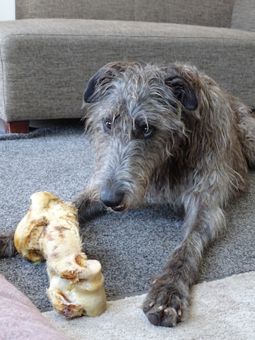 a dog lying on the ground with a piece of bread in front of it