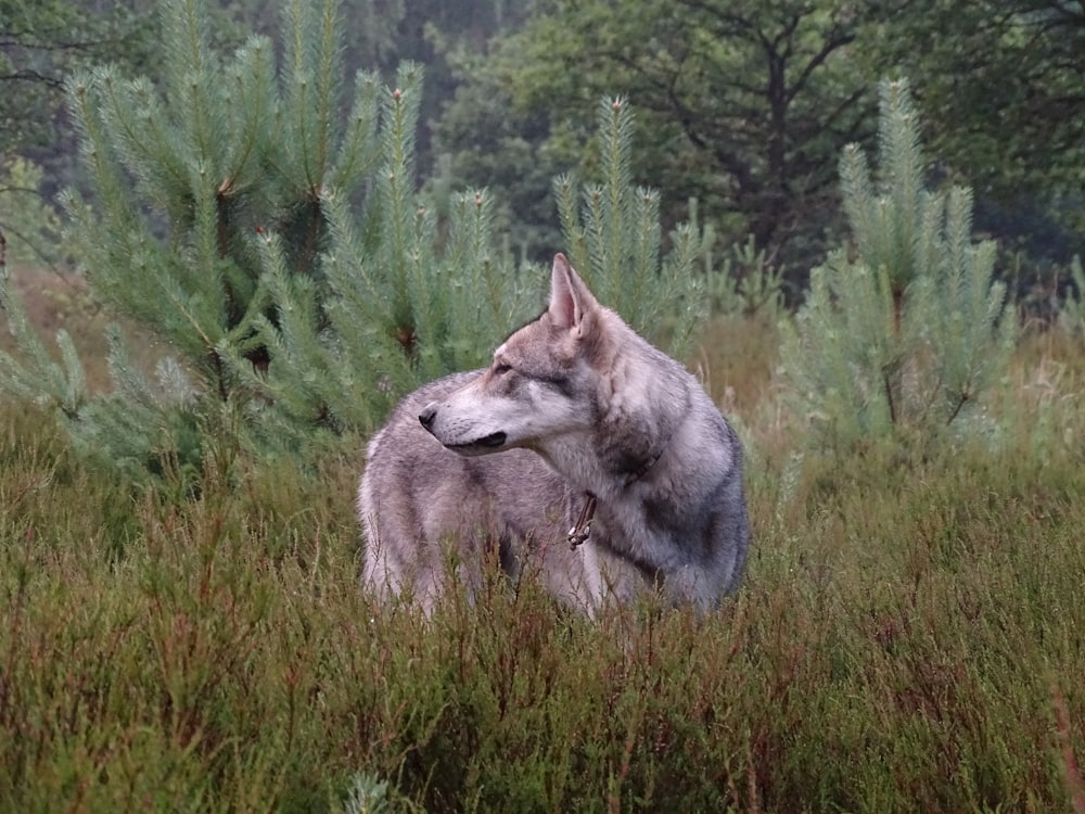 a wolf in a field