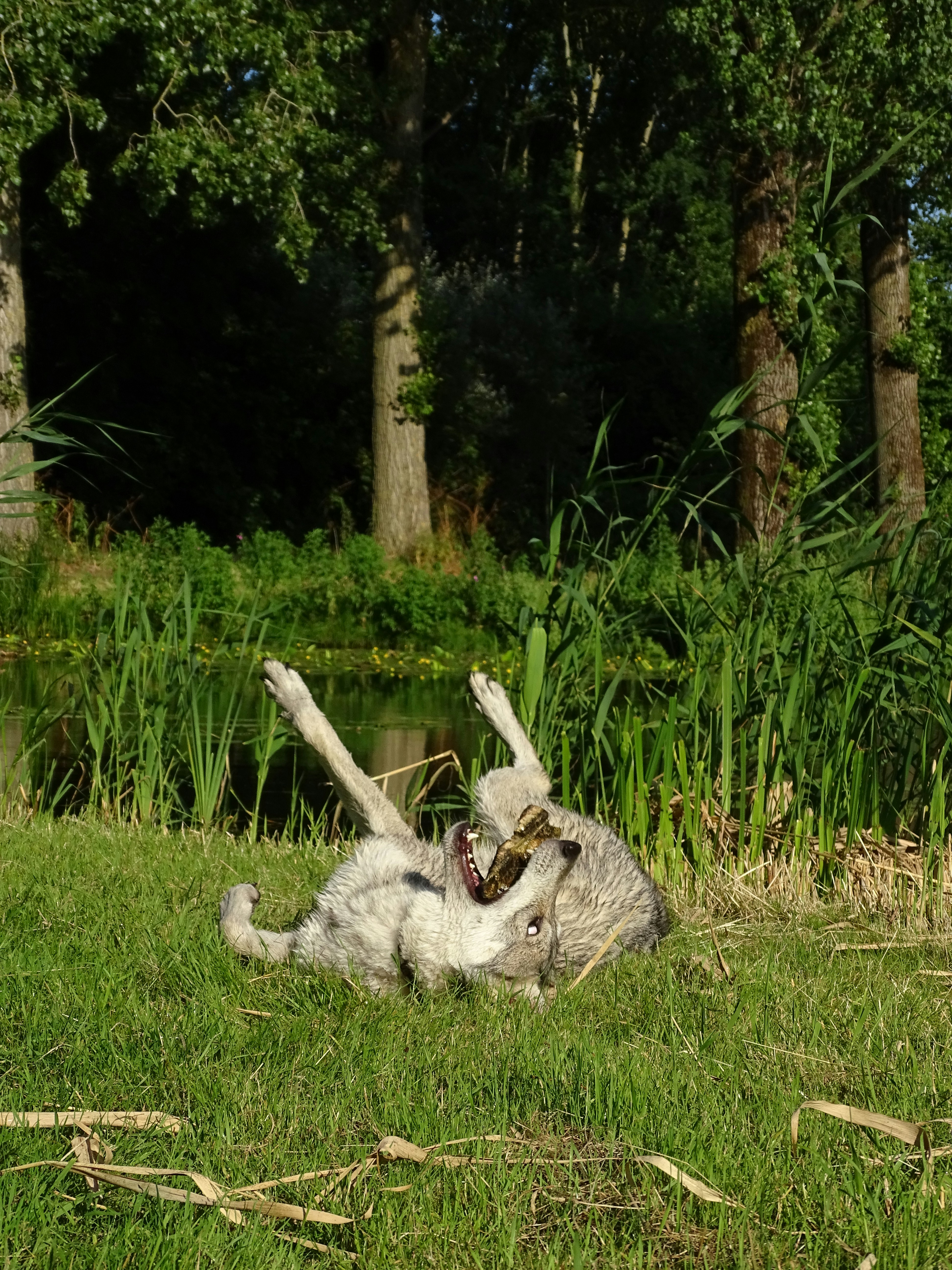 Light-colored dog rolls in green grass holding a stick.