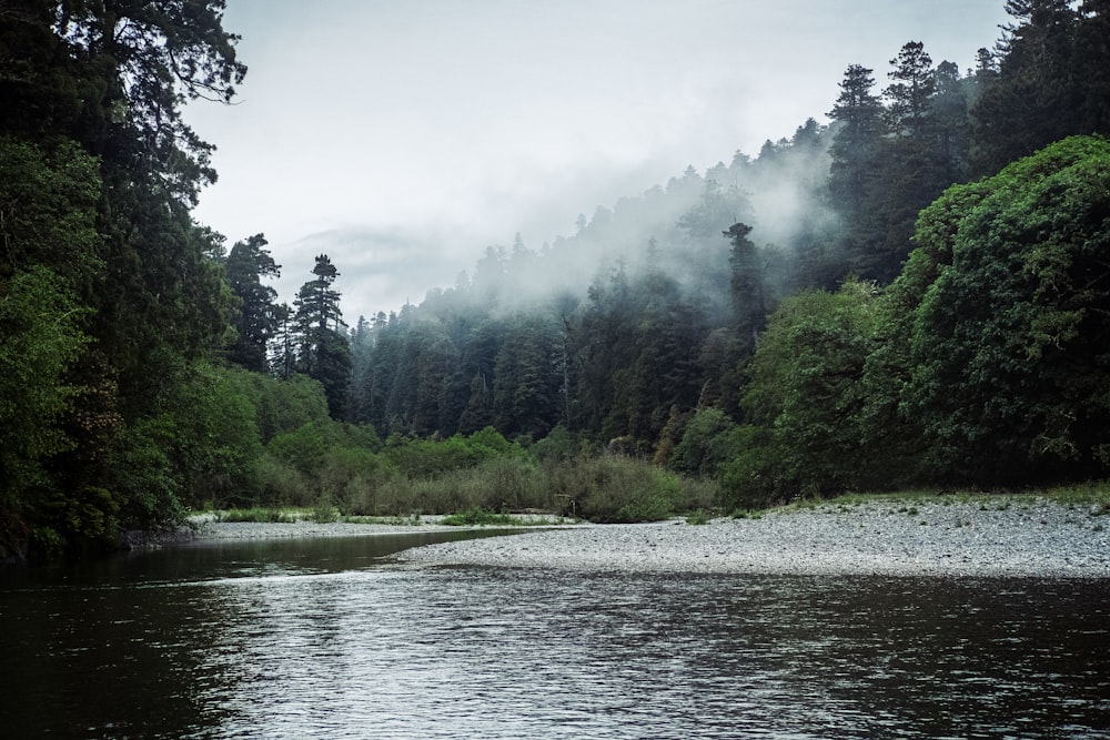 a river with trees on the side