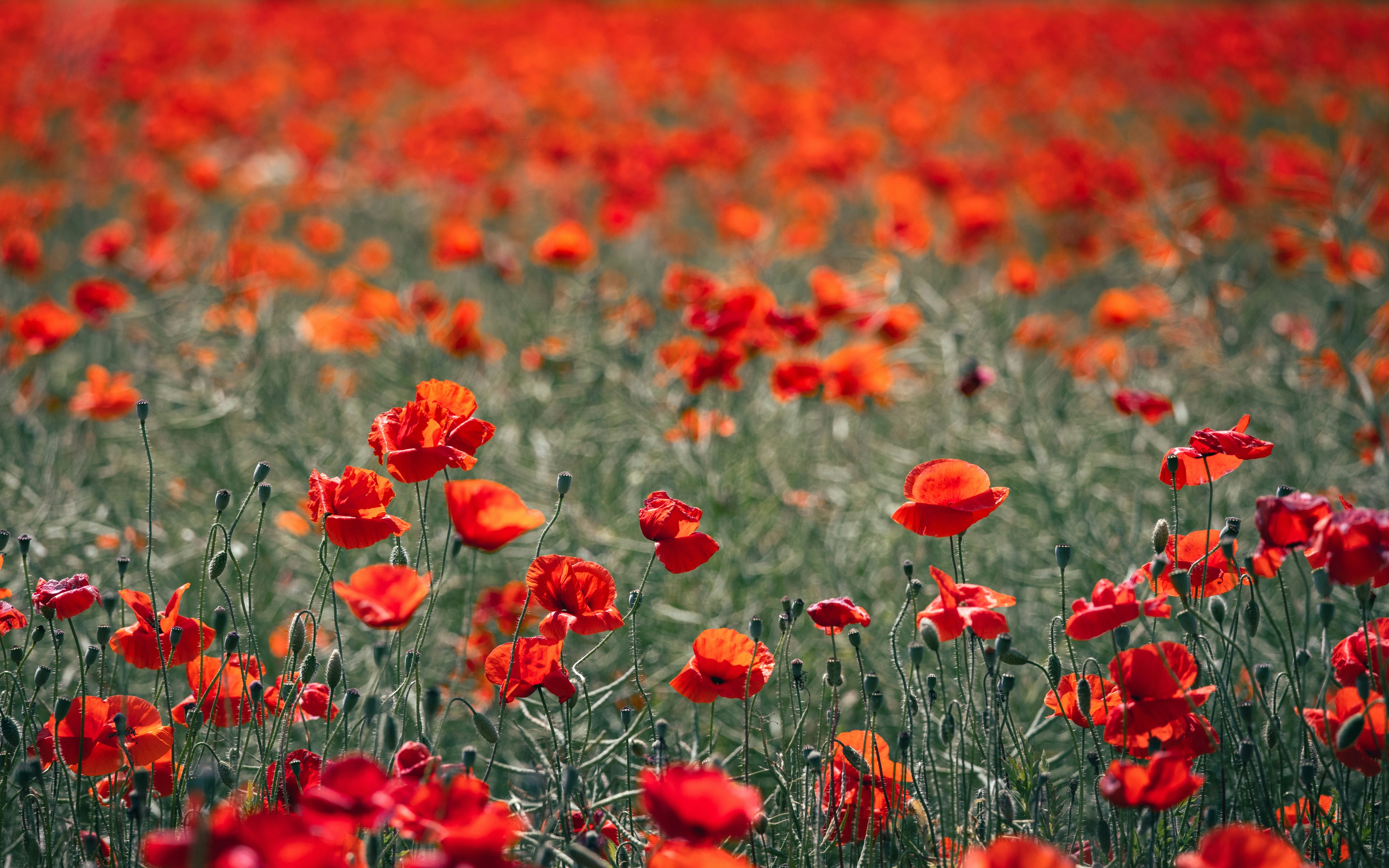 Photo by marekpiwnicki