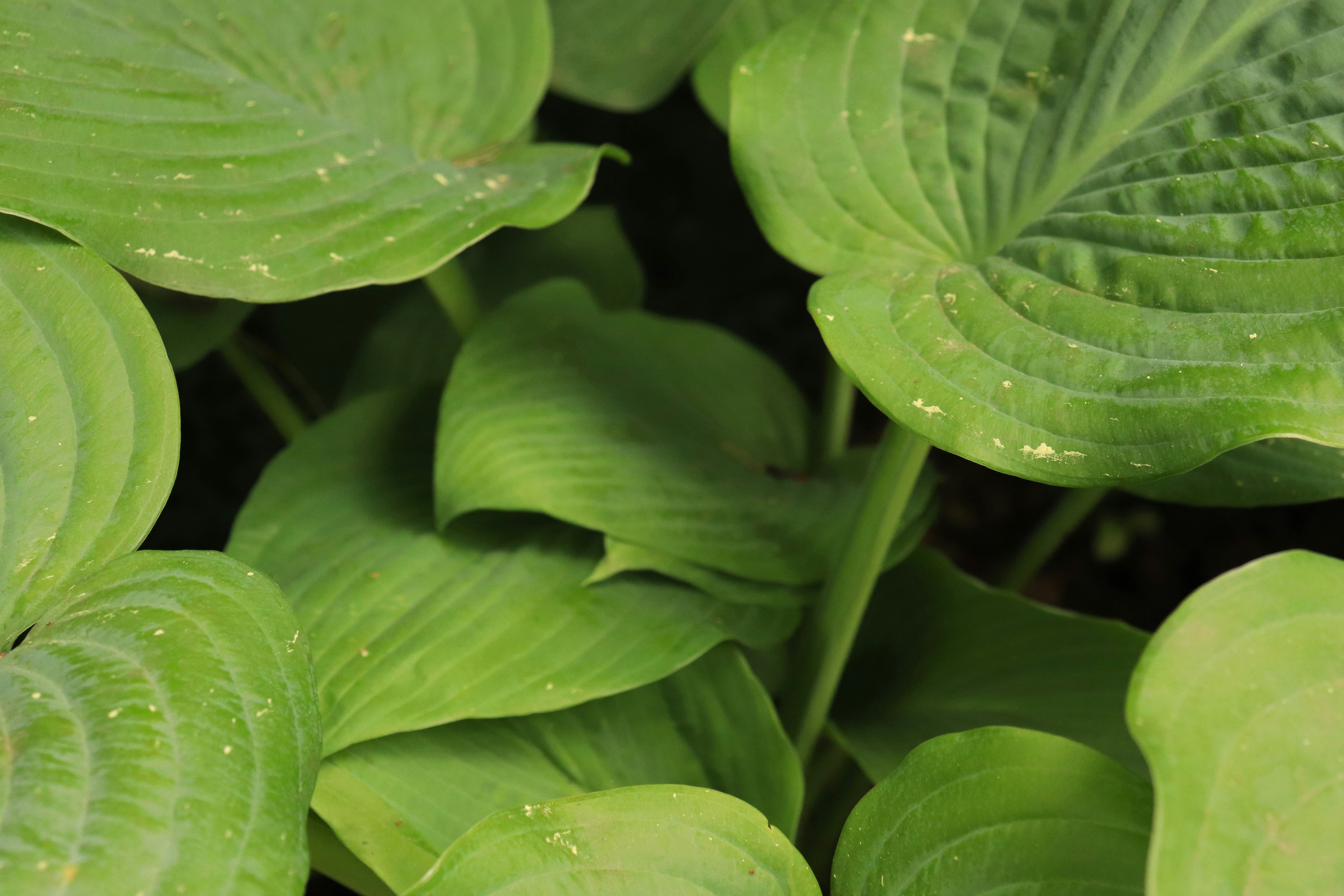 Photo by giulicanderle