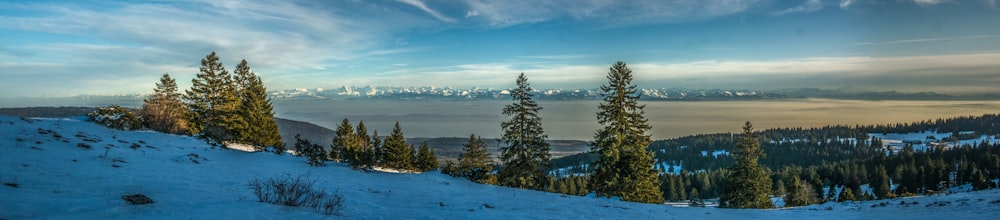 a snowy landscape with trees