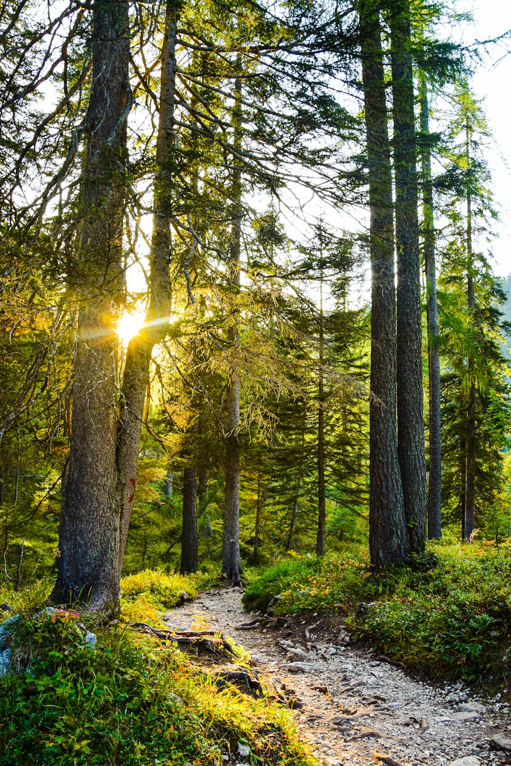 a path through a forest